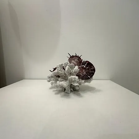 Apartmán Domus Afrodite - *